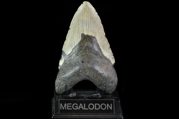 Bargain, Megalodon Tooth - North Carolina #82906